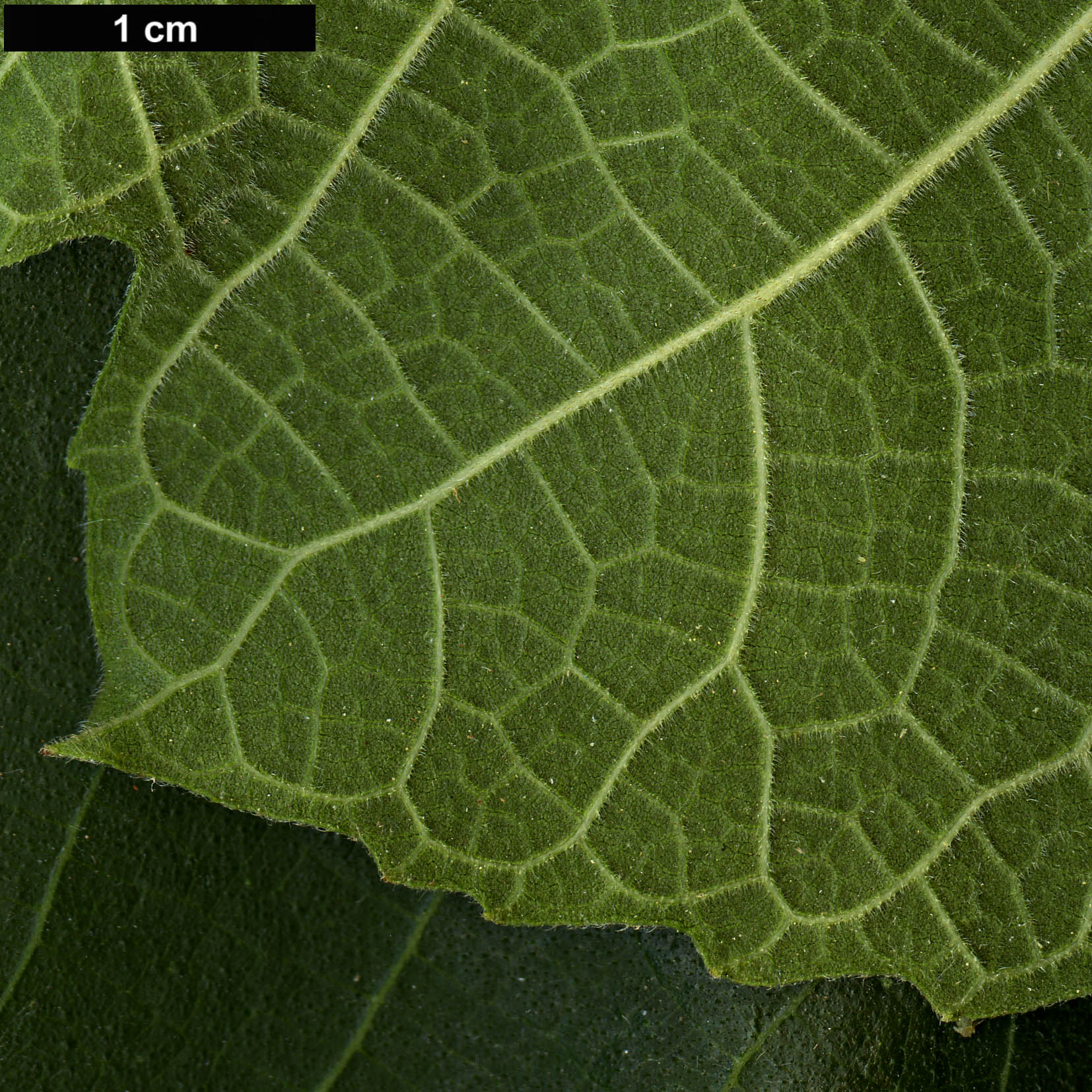 High resolution image: Family: Moraceae - Genus: Ficus - Taxon: palmata